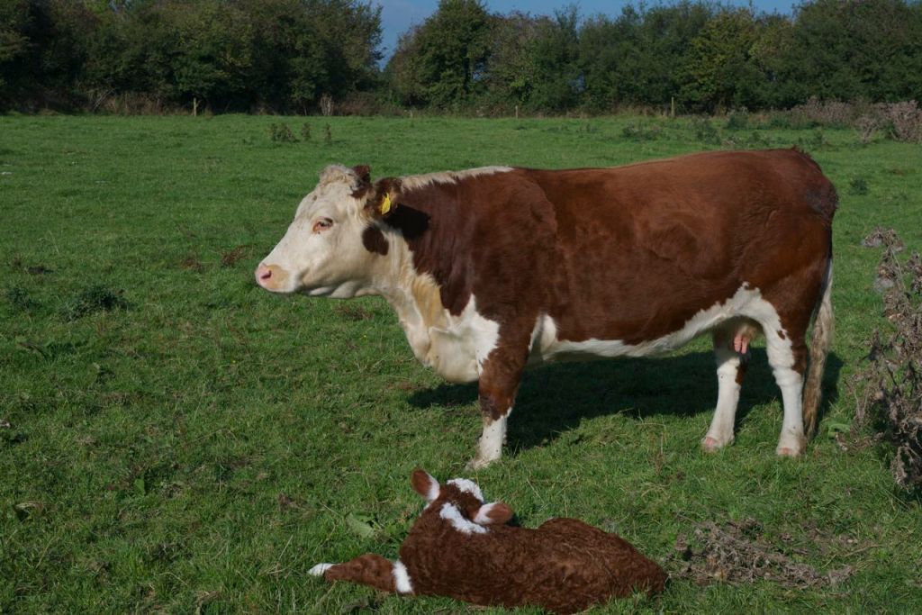 Ballymartin Ireland Hereford