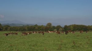Hereford Irish Cow Heifer