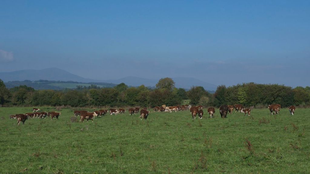 Ireland Hereford Elizabeth Kingston