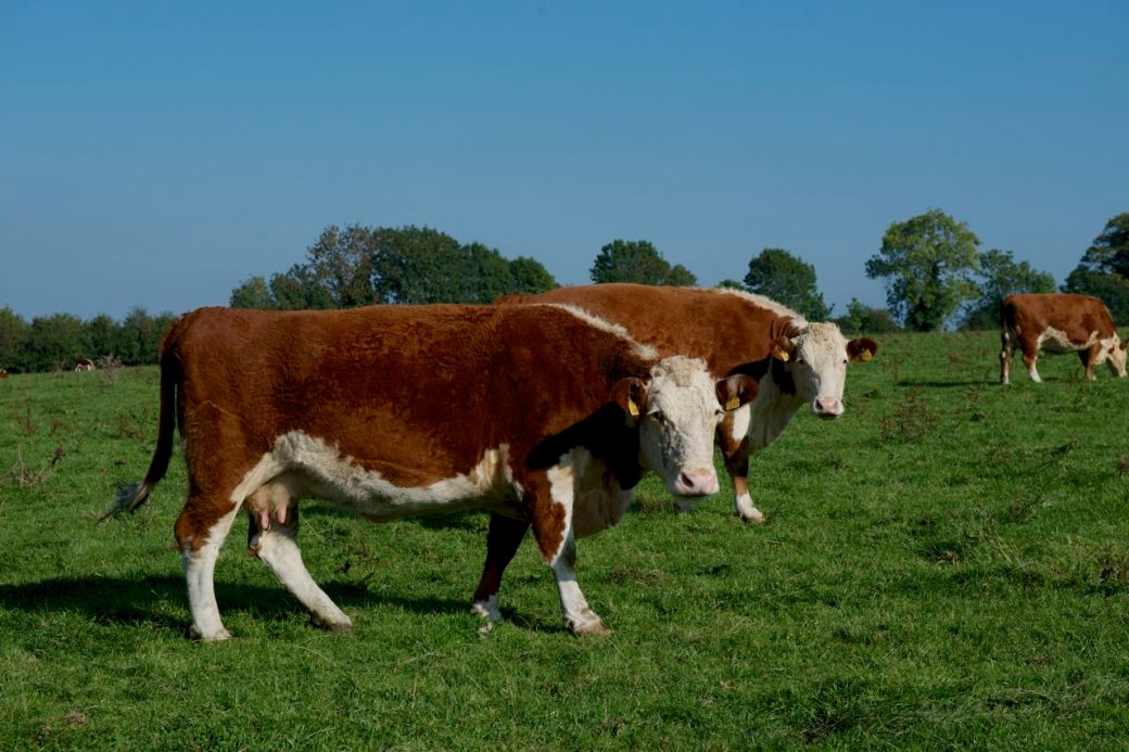 Heifers Herefords Ballymartin