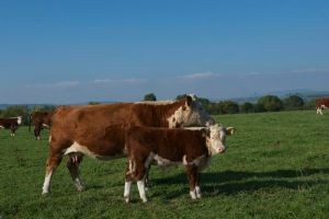 Irish Hereford Heifer Calf
