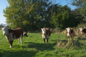 Irish Hereford Ballymartin Elizabeth Kingston
