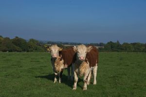 Ireland Hereford Heifer
