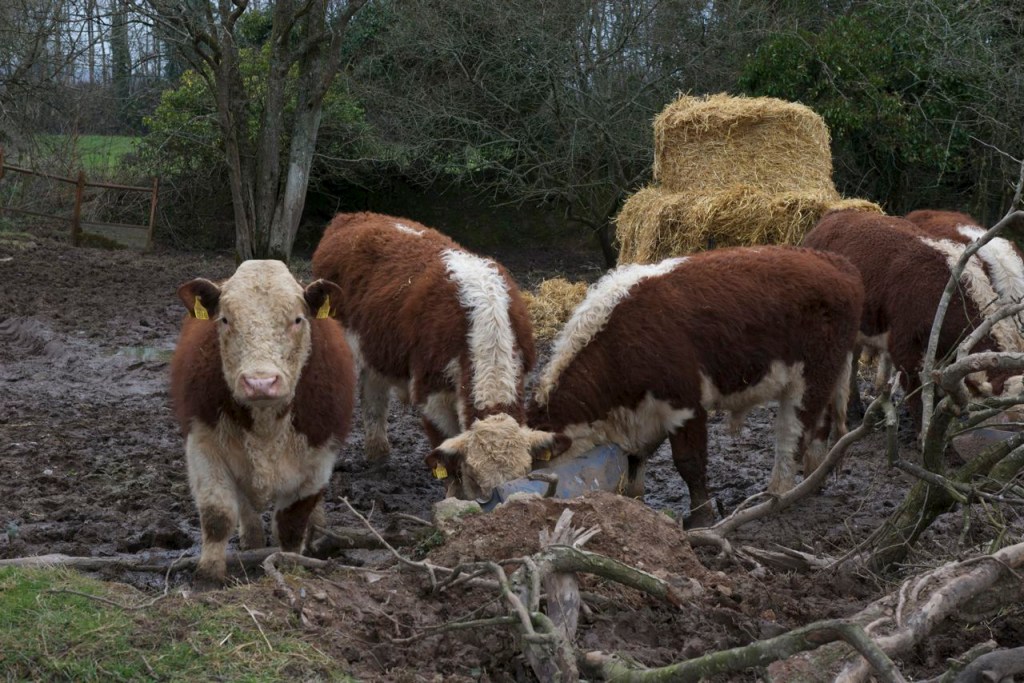 Hereford young bulls feeding