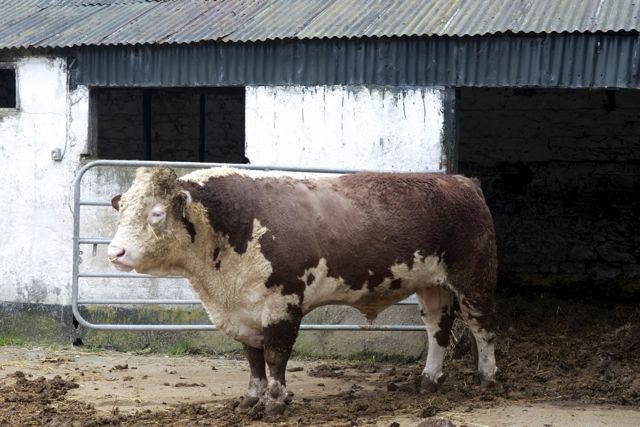Hereford Bull Jerry-Mariela Martin Photography