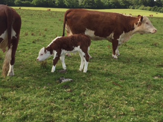 calf of Baltimore Rodge 